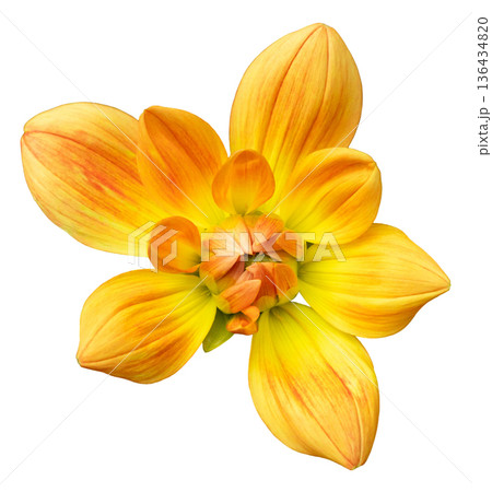 A bright yellow flower shows a cluster of petals arranged around a center. The flower displays rich colors and shapes suitable for various design needs and backgrounds A bright yellow flower shows a cluster of petals arranged around a center. The flower displays rich colors and shapes suitable for various design needs and backgrounds 136434820