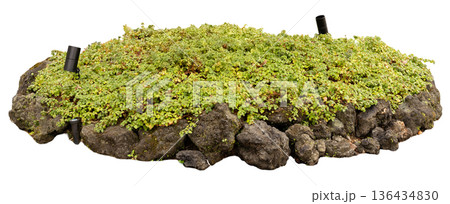 A patch of green ground cover plants growing over a bed of rocks. Two black irrigation tubes are visible, indicating a planned watering system for the plants A patch of green ground cover plants growing over a bed of rocks. Two black irrigation tubes are visible, indicating a planned watering system for the plants 136434830