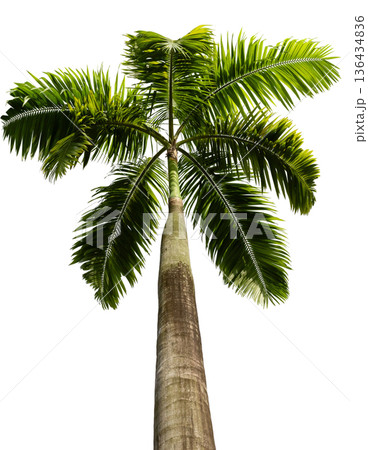 A tall palm tree stands upright with long, slender trunk and lush green leaves. The view is from below the tree looking up towards the sky. Sunlight filters through the leaves in a bright atmosphere 136434836