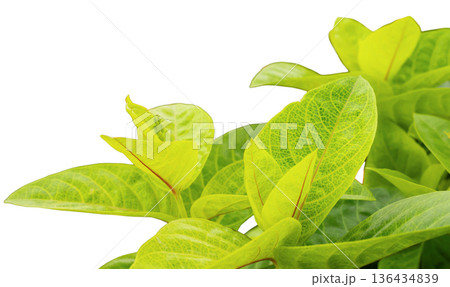Bright green leaves with detailed veins are arranged on a white background. These leaves can be used for design projects, crafts, or decorative purposes Bright green leaves with detailed veins are arranged on a white background. These leaves can be used for design projects, crafts, or decorative purposes 136434839