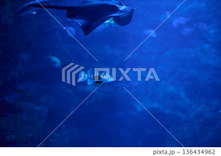 水族館の水槽 水族館の水槽 136434962
