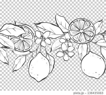 Minimalist lemon fruits and flowers seamless border line art Minimalist lemon fruits and flowers seamless border line art 136435083