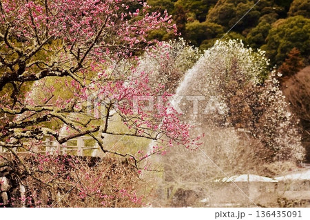 見事に咲いた紅梅の大木と大噴水 見事に咲いた紅梅の大木と大噴水 136435091