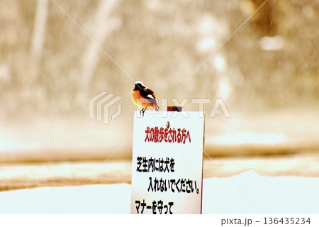 残雪残る公園の看板にとまったジョウビタキ 残雪残る公園の看板にとまったジョウビタキ 136435234