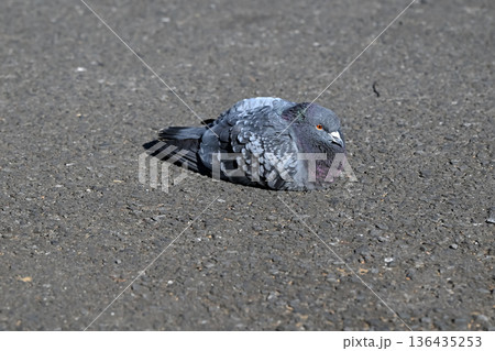 公園の鳩 136435253