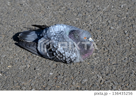 公園の鳩 公園の鳩 136435256