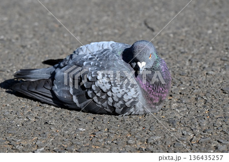 公園の鳩 公園の鳩 136435257