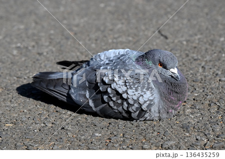 公園の鳩 136435259