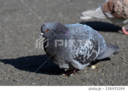 公園の鳩 136435264