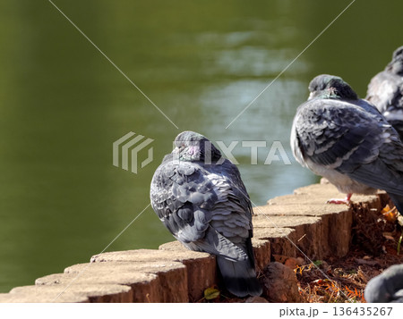 公園の鳩 公園の鳩 136435267