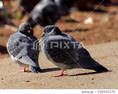 公園の鳩 公園の鳩 136435270