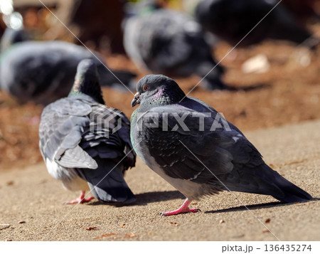 公園の鳩 136435274