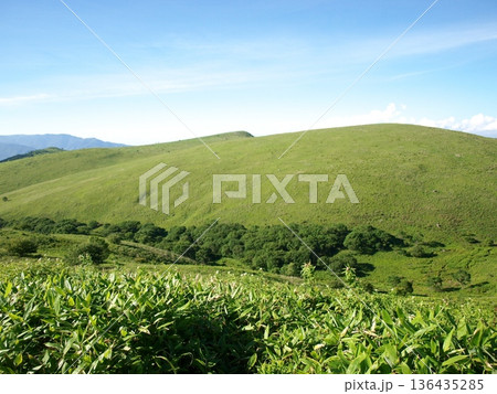 霧ヶ峰高原の草原 136435285