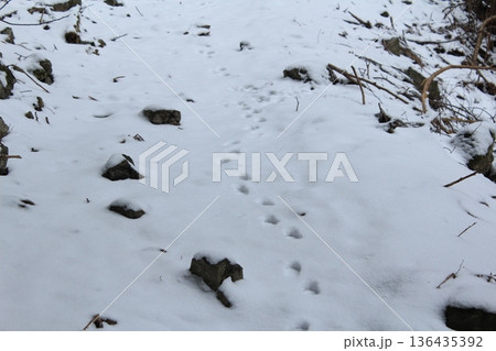雪の上に残る足跡 雪の上に残る足跡 136435392