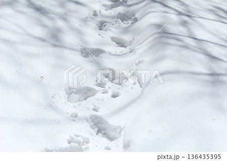 雪の上に残る足跡 雪の上に残る足跡 136435395