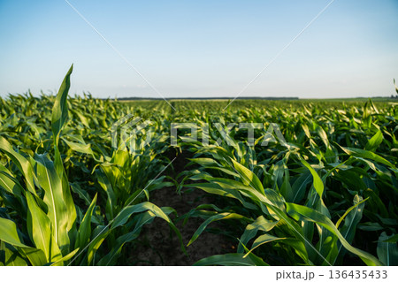 Young corn plants growing in long, structured rows throughout a fertile farmland, creating a vast green expanse under a bright clear sky during summer Young corn plants growing in long, structured rows throughout a fertile farmland, creating a vast green expanse under a bright clear sky during summer 136435433