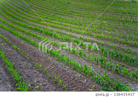 Young corn sprouts in neat curved rows across fertile soil, symbolizing sustainable farming, new life and promising future harvests in a peaceful rural landscape Young corn sprouts in neat curved rows across fertile soil, symbolizing sustainable farming, new life and promising future harvests in a peaceful rural landscape 136435437