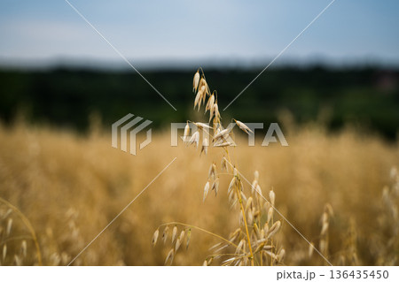 Oat plant standing tall in a golden cereal field, its grains ripening under the summer sky, representing growth, agriculture, and a healthy harvest Oat plant standing tall in a golden cereal field, its grains ripening under the summer sky, representing growth, agriculture, and a healthy harvest 136435450