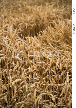 Golden wheat stalks stand tall in a vast rural field under a warm summer sky, highlighting themes of agriculture, harvest, sustenance, and natural beauty Golden wheat stalks stand tall in a vast rural field under a warm summer sky, highlighting themes of agriculture, harvest, sustenance, and natural beauty 136435452
