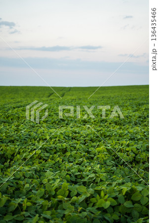 Green soybean field extending to the horizon under a clear sky, showing agricultural growth and healthy crops in a rural landscape during a beautiful summer evening Green soybean field extending to the horizon under a clear sky, showing agricultural growth and healthy crops in a rural landscape during a beautiful summer evening 136435466