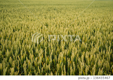 Unripe wheat field showing green crops for food production, symbolizing growth, agriculture, abundance, sustainability, rural landscape, and organic farming 136435467