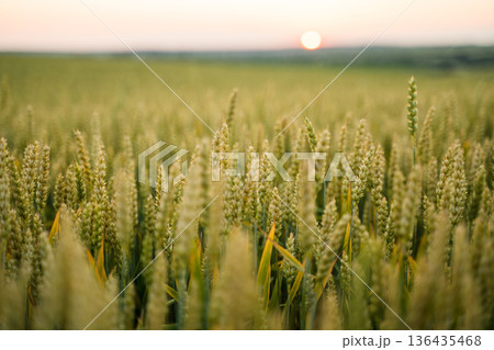 Wheat field showing ripening grain ears at golden hour with the sun setting on the horizon, symbolizing agriculture, harvest, nature, and sustainable farming 136435468