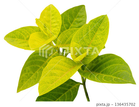 A cluster of bright green leaves grows on a thin branch. The leaves display a clear texture with veins and are set against a white background. They appear fresh and vibrant in color 136435702