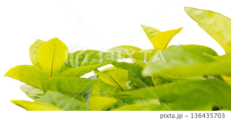 Green leaves are arranged on a clear background, showing the details and shapes of each leaf. This cut-out element can be used for various design projects or decorations Green leaves are arranged on a clear background, showing the details and shapes of each leaf. This cut-out element can be used for various design projects or decorations 136435703