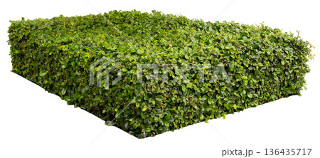 This cut-out green hedge shows a square shape with many leaves. It can be used in design projects for landscaping or to create garden scenes. This element fits well in nature-themed designs 136435717