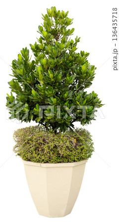 A green plant with dense leaves is set in a beige pot. The plant has a round top and a bushy base. It can be used for home decor or office decoration 136435718