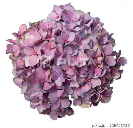 A collection of pink hydrangea flowers sits on a white background. The flowers are tightly grouped, showcasing their delicate petals and natural beauty. Ideal for design projects A collection of pink hydrangea flowers sits on a white background. The flowers are tightly grouped, showcasing their delicate petals and natural beauty. Ideal for design projects 136435727