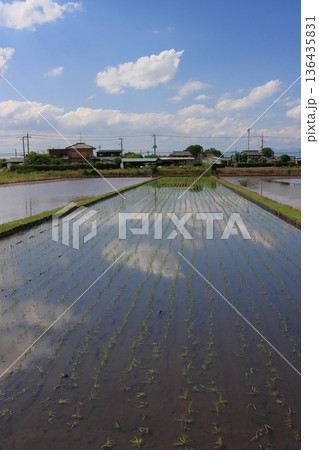 水を張った田んぼに映る空 136435831