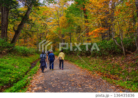 （長野県）戸隠神社　奥社参道の巨木 136435836