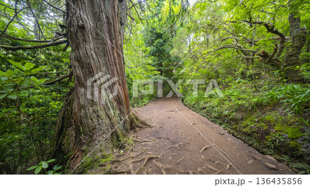 Levada do Caldeirao Verde, Madeira, Portugal 136435856