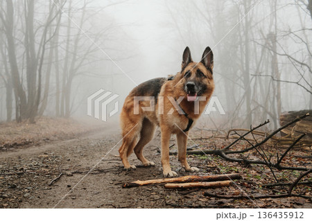 German shepherd standing on a misty forest road after dropping wooden sticks. Concept of calm outdoor walk, loyal companion, pet hiking, and peaceful nature atmosphere German shepherd standing on a misty forest road after dropping wooden sticks. Concept of calm outdoor walk, loyal companion, pet hiking, and peaceful nature atmosphere 136435912