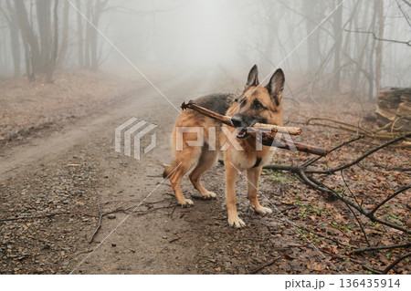 German shepherd standing on a forest path in dense fog holding wooden sticks in mouth. Concept of active dog walking, playtime outdoors, pet lifestyle, and nature exploration German shepherd standing on a forest path in dense fog holding wooden sticks in mouth. Concept of active dog walking, playtime outdoors, pet lifestyle, and nature exploration 136435914