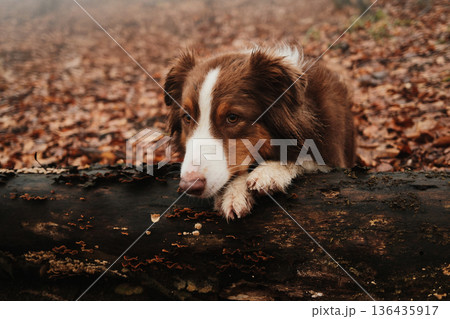 Close up portrait of red tricolor Australian Shepherd resting its head on a fallen tree in a foggy autumn forest, expressing calm focus and gentle emotion Close up portrait of red tricolor Australian Shepherd resting its head on a fallen tree in a foggy autumn forest, expressing calm focus and gentle emotion 136435917