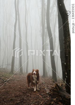 Brown Australian Shepherd walking alone on a misty forest trail covered with fallen leaves, creating a calm and mysterious outdoor atmosphere during a foggy autumn morning Brown Australian Shepherd walking alone on a misty forest trail covered with fallen leaves, creating a calm and mysterious outdoor atmosphere during a foggy autumn morning 136435931
