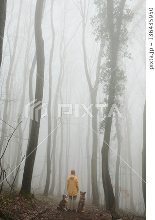 Rear view of a woman hiking with two dogs in a foggy forest surrounded by tall trees. Concept of journey, solitude, pet companionship, and mindful outdoor adventure 136435950