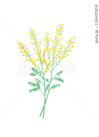 ミモザの水彩イラスト 国際女性デー・春のギフト ミモザの水彩イラスト 国際女性デー・春のギフト 136435959