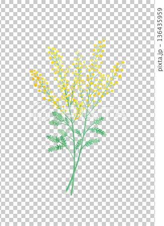 ミモザの水彩イラスト 国際女性デー・春のギフト ミモザの水彩イラスト 国際女性デー・春のギフト 136435959