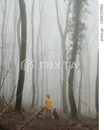 Woman standing on a forest trail with German and Australian shepherds in dense fog. Concept of hiking with pets, harmony with nature, outdoor lifestyle, and calm exploration 136435960