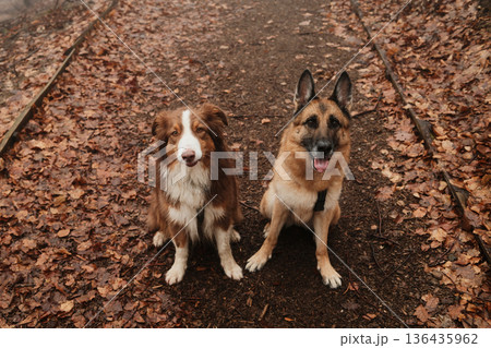Two shepherd dogs sitting on a leaf covered forest trail. View from above. Concept of hiking with pets, obedience, trust, and active outdoor lifestyle in autumn nature Two shepherd dogs sitting on a leaf covered forest trail. View from above. Concept of hiking with pets, obedience, trust, and active outdoor lifestyle in autumn nature 136435962