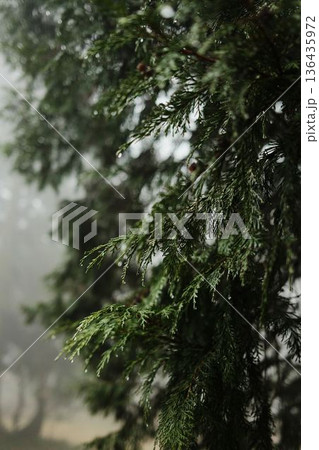 Close up of wet evergreen branch with raindrops in soft forest light. Natural texture, freshness and calm mood highlight pure woodland atmosphere 136435972