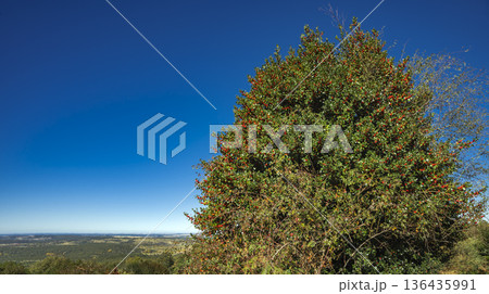 Acebal de Pradena Holly Forest, Spain Acebal de Pradena Holly Forest, Spain 136435991