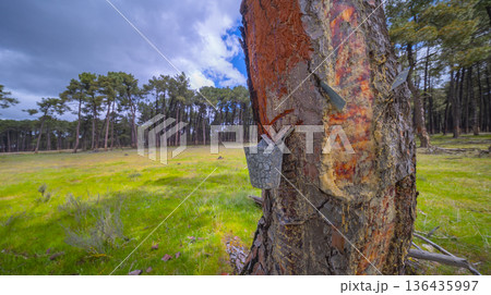 Maritime Pine Resin Industry, Spain Maritime Pine Resin Industry, Spain 136435997