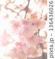 春の訪れを告げる河津桜 136436026