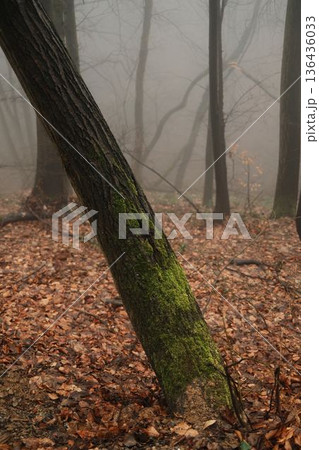 Moss covered leaning tree trunk in foggy forest of Fruska Gora National Park, Serbia. Quiet late winter woodland with earthy tones and soft mist 136436033