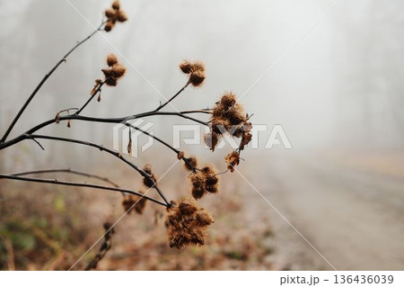 Dry plant stems with seed heads near foggy forest road in Fruska Gora National Park, Serbia. Delicate winter detail with soft background blur Dry plant stems with seed heads near foggy forest road in Fruska Gora National Park, Serbia. Delicate winter detail with soft background blur 136436039