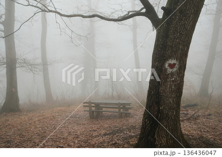 Foggy forest picnic area with wooden table in Fruska Gora National Park, Serbia. Empty resting place surrounded by mist, silence, and late winter woodland 136436047